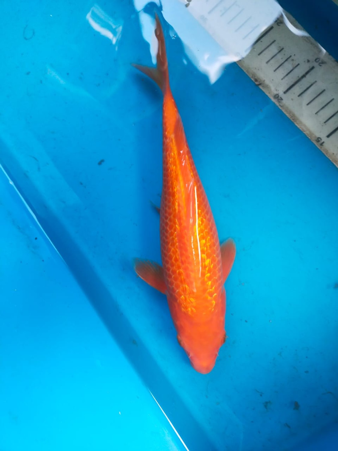 Juara 5
