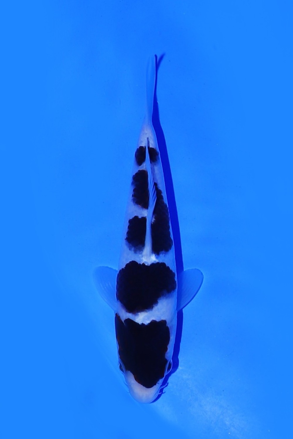 Juara 5