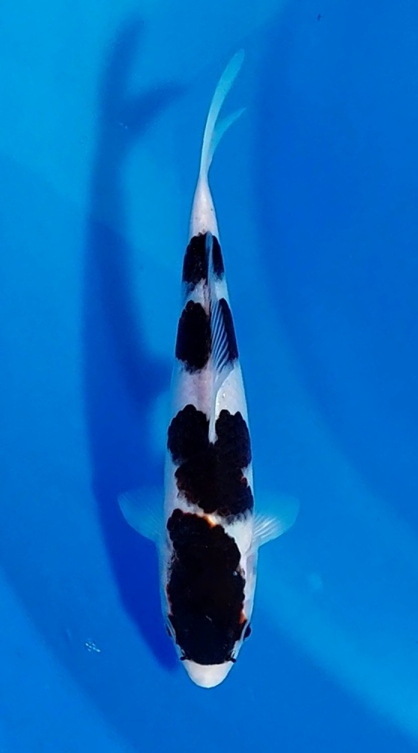 Juara 5