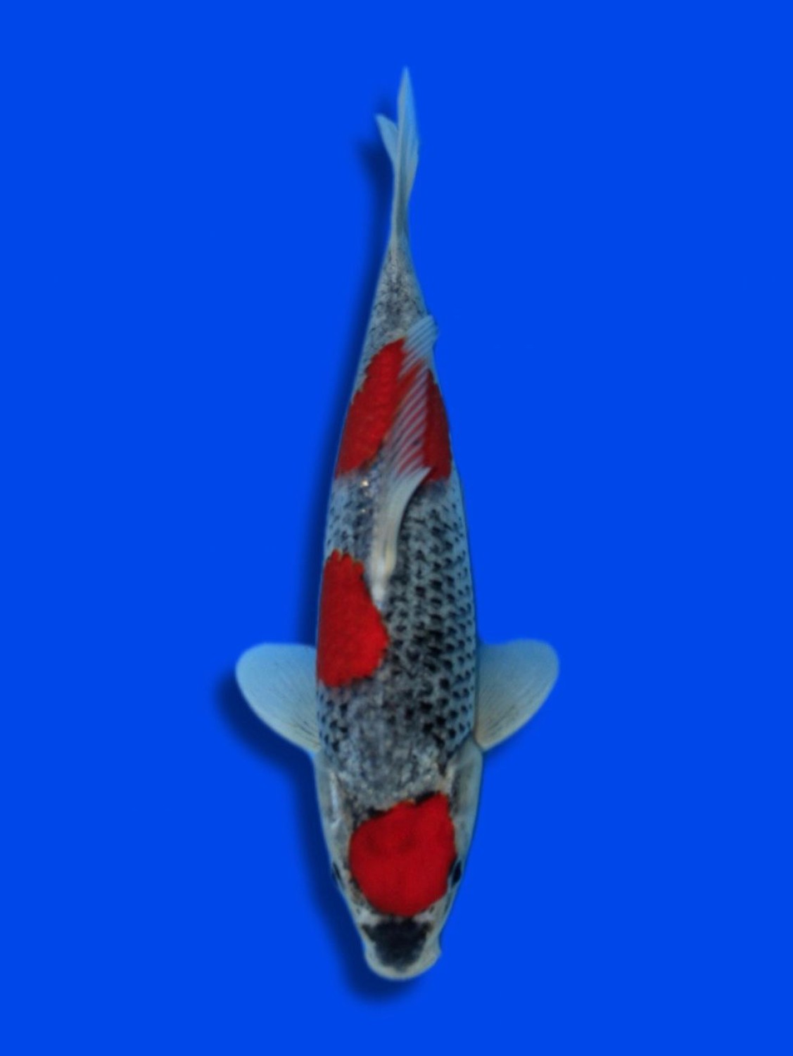 Juara 1
