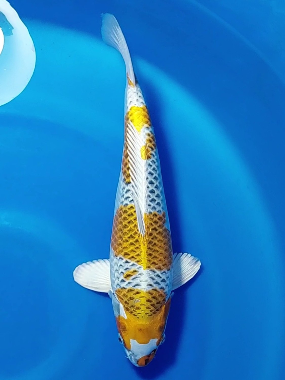 Juara 1