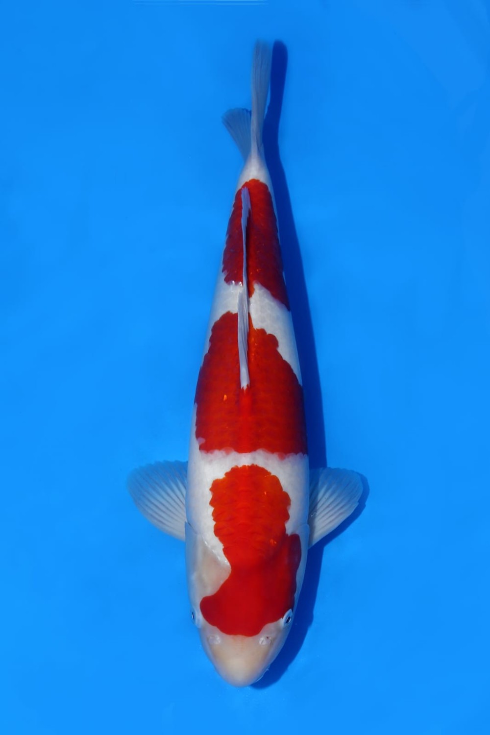 Juara 2