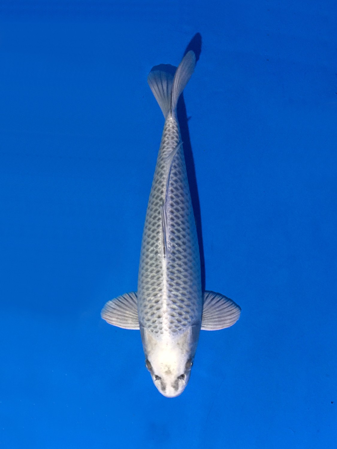 Juara 2