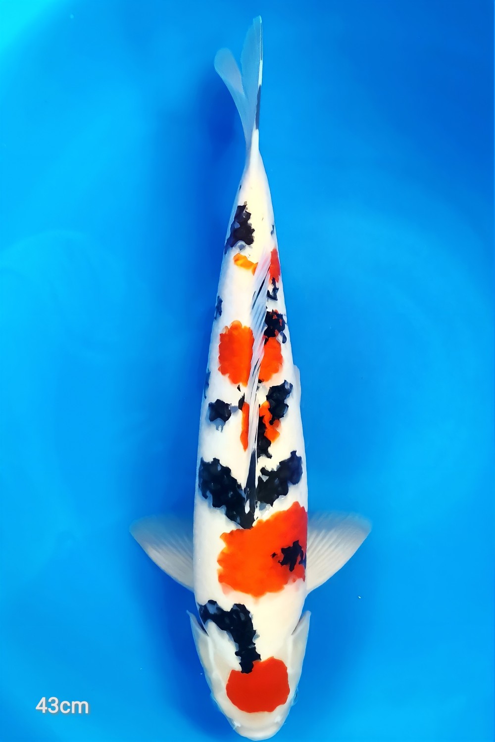 Juara 3