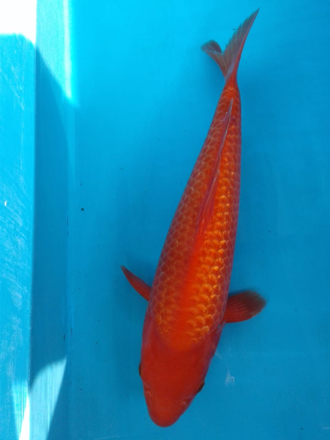 Juara 3