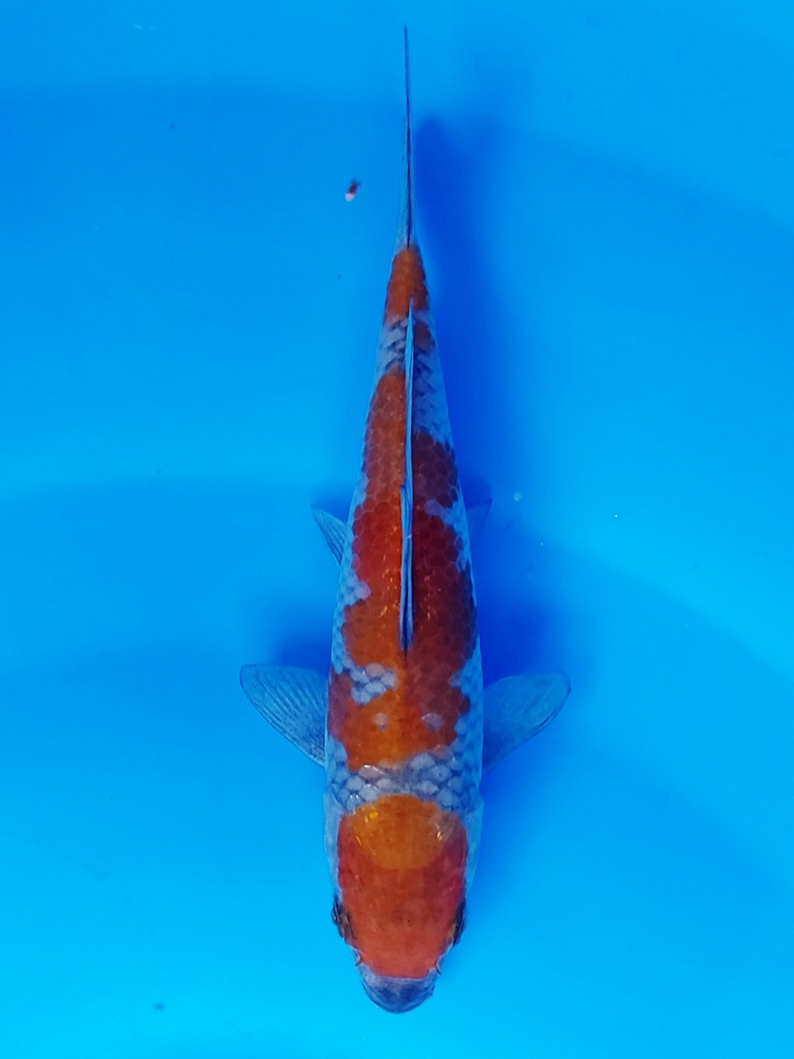 Juara 2