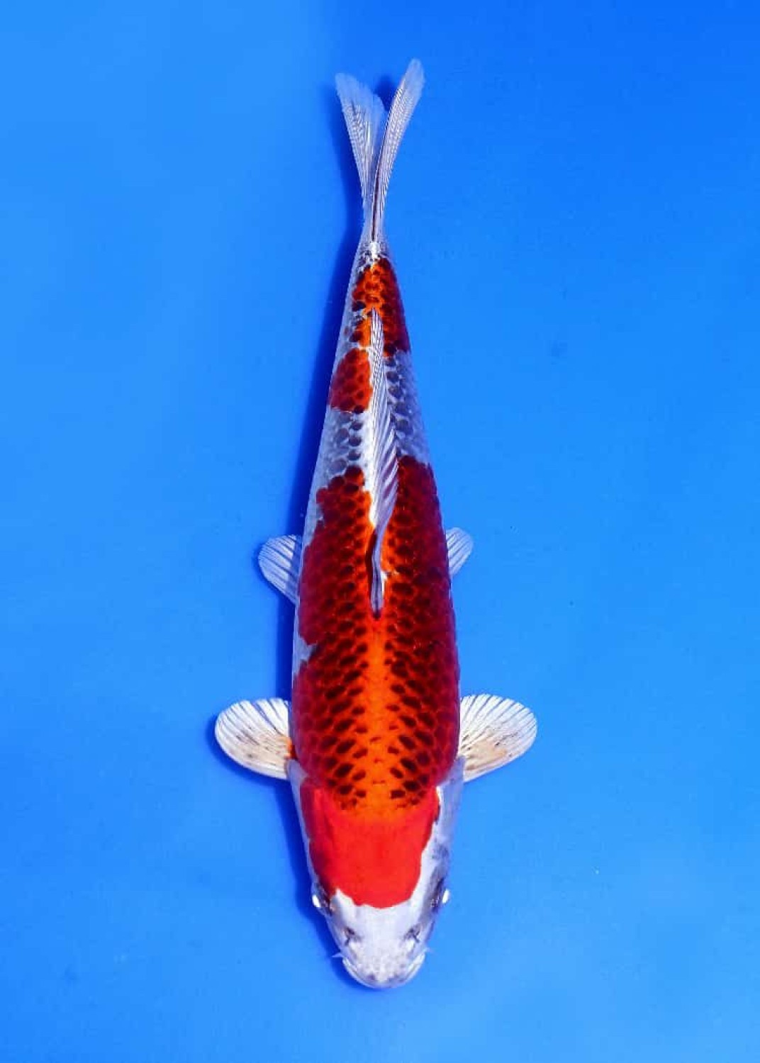Juara 1