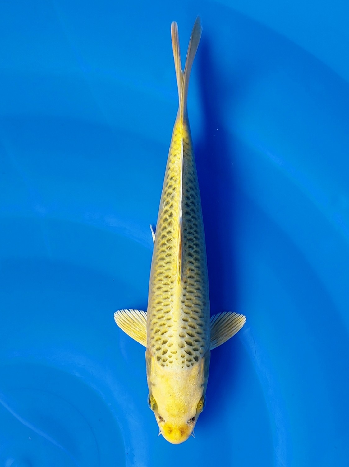 Juara 5
