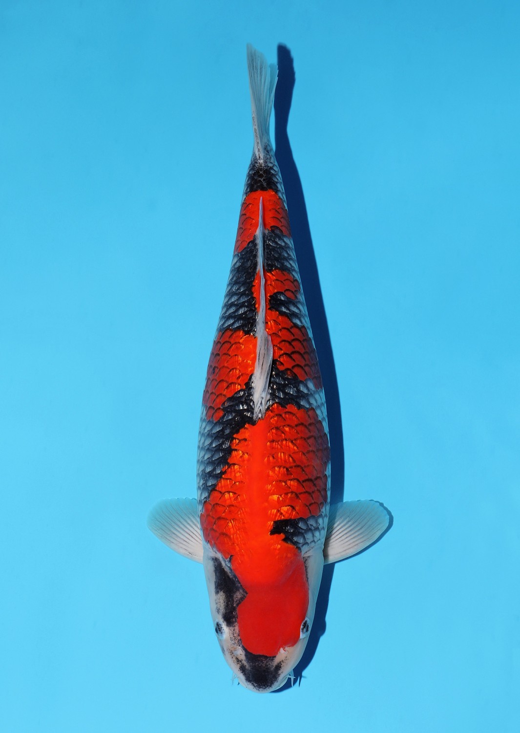 Juara 4