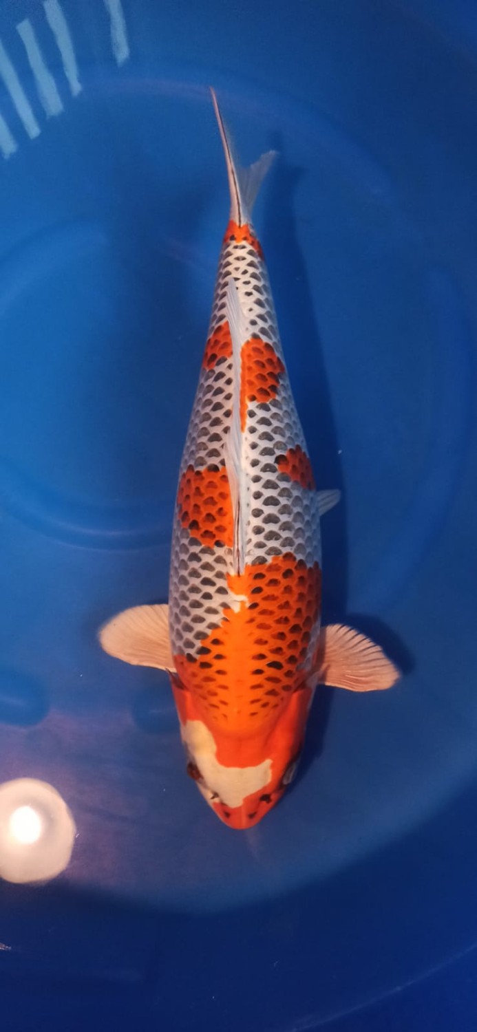 Juara 5