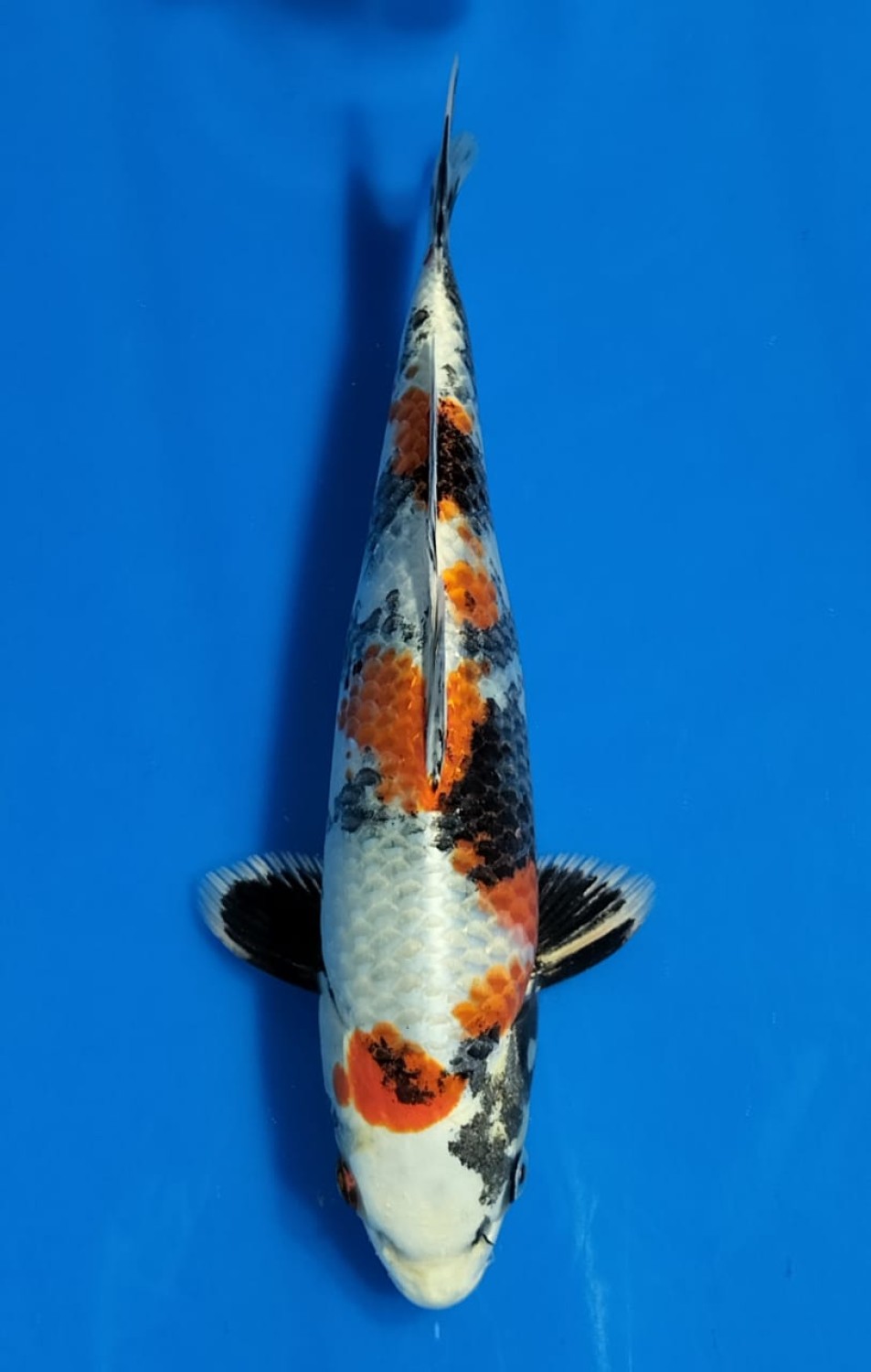 Best In Size D 21 - 25 cm