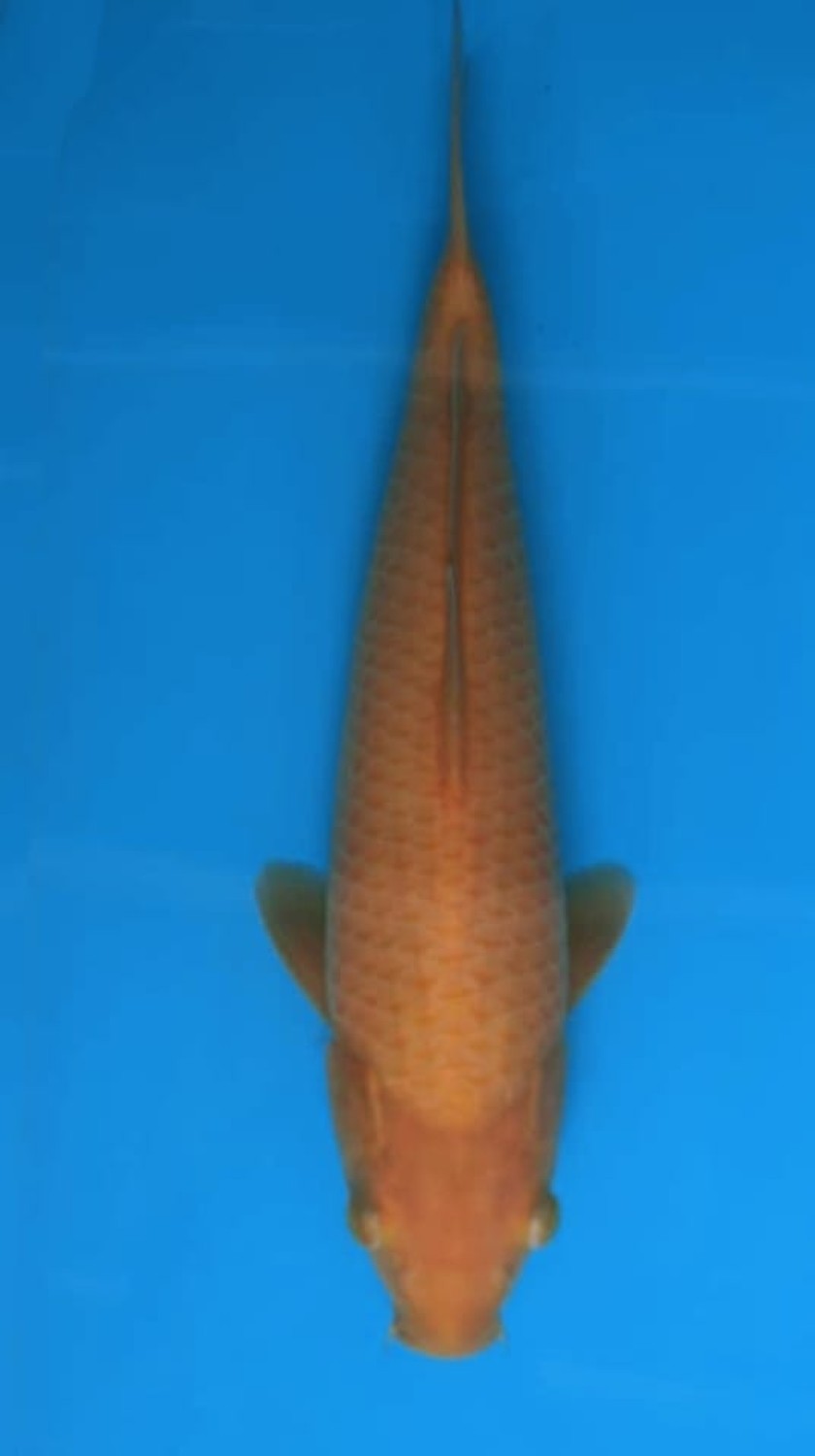 Juara 2