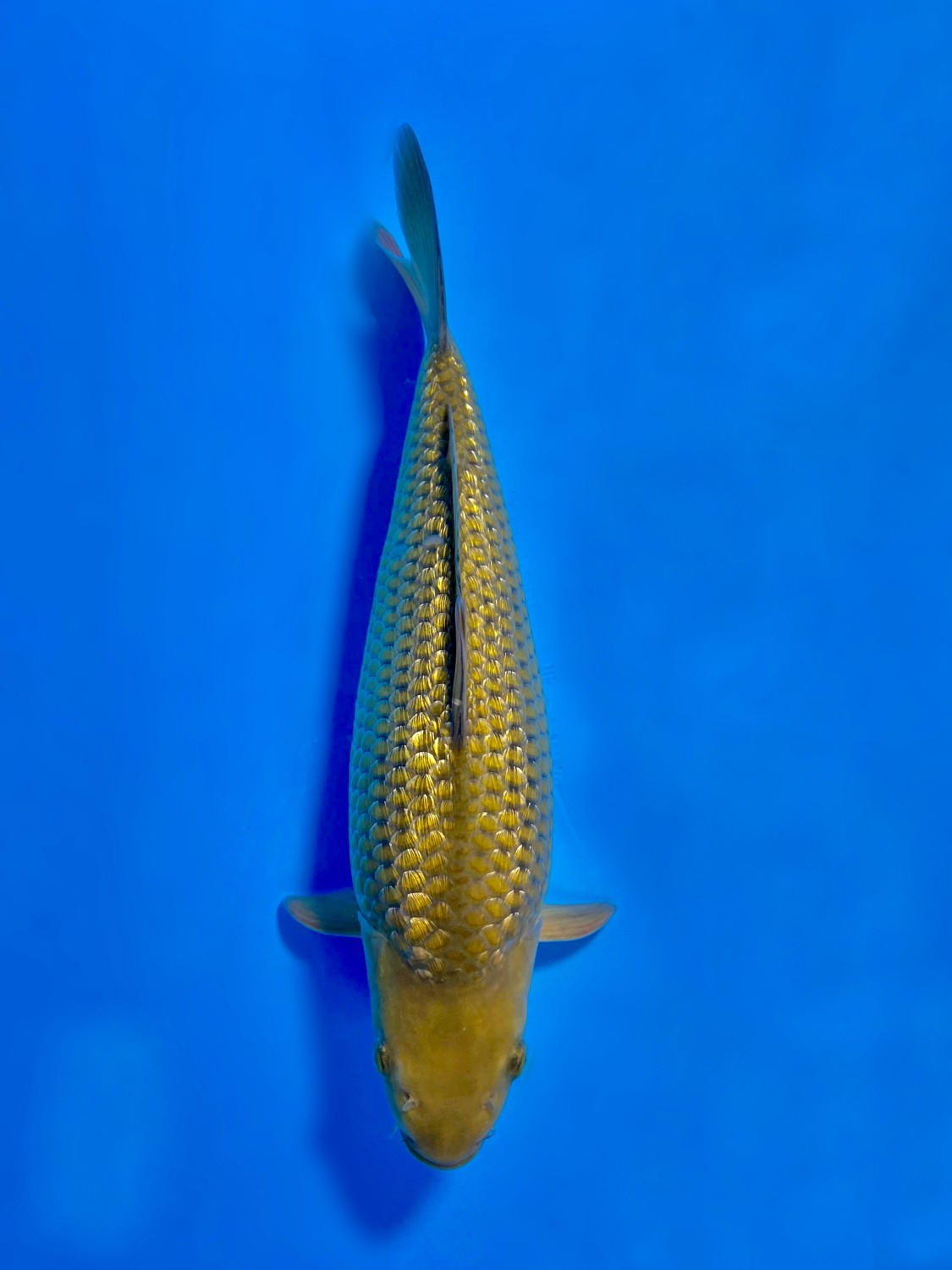 Juara 4