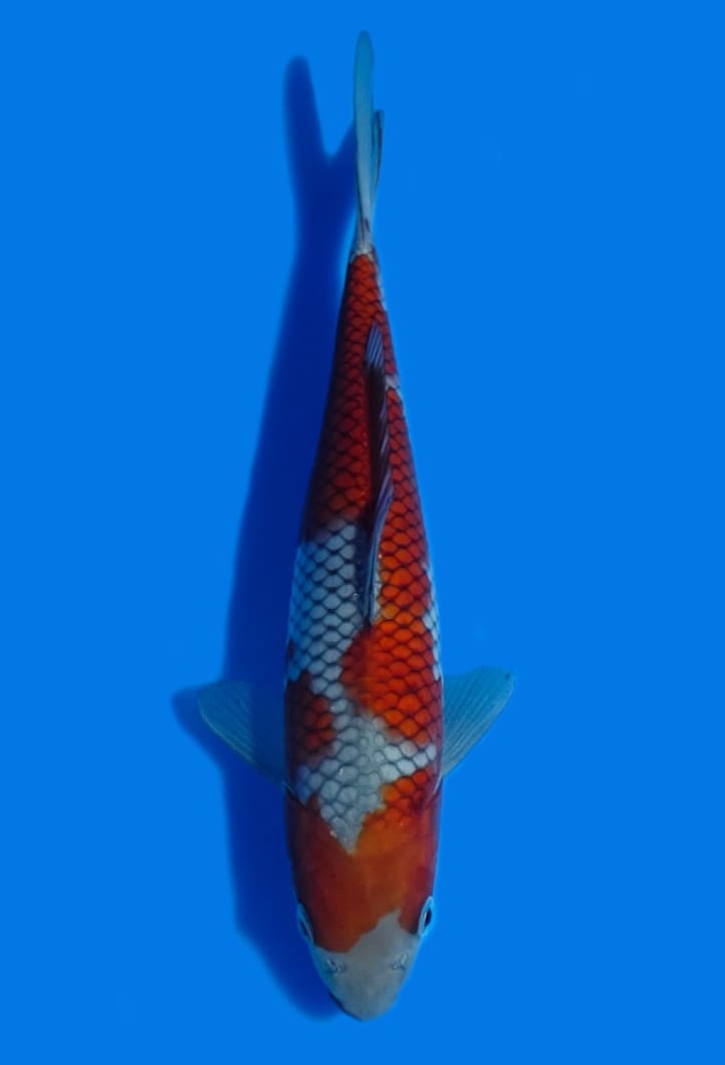 Juara 2