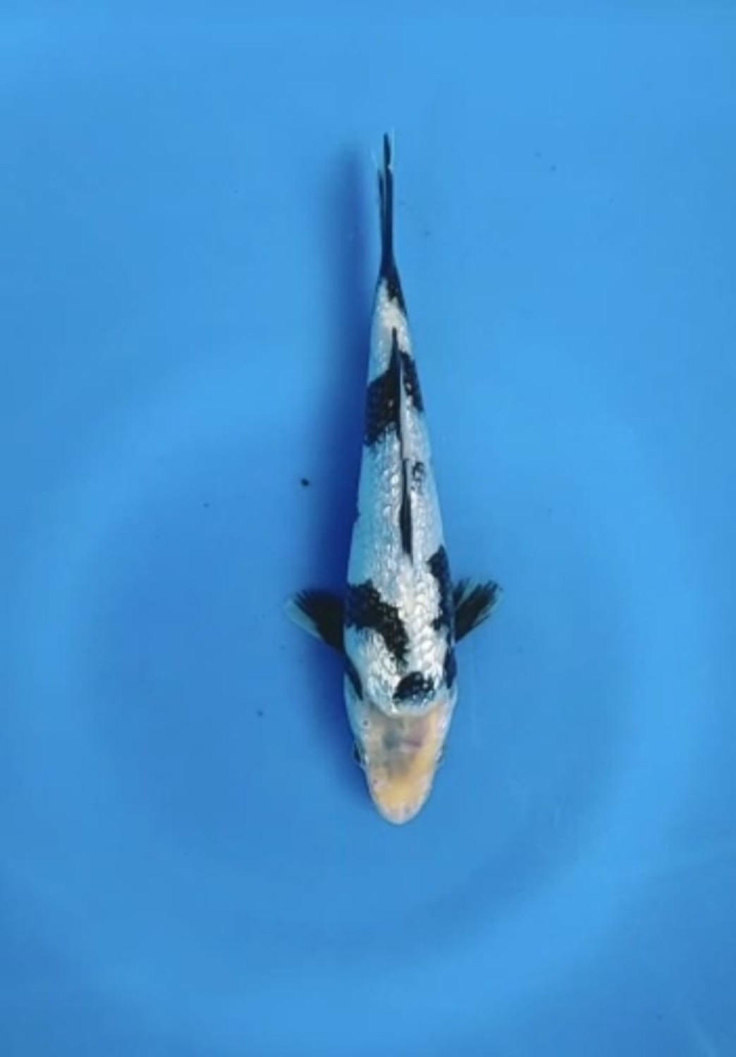 Juara 1