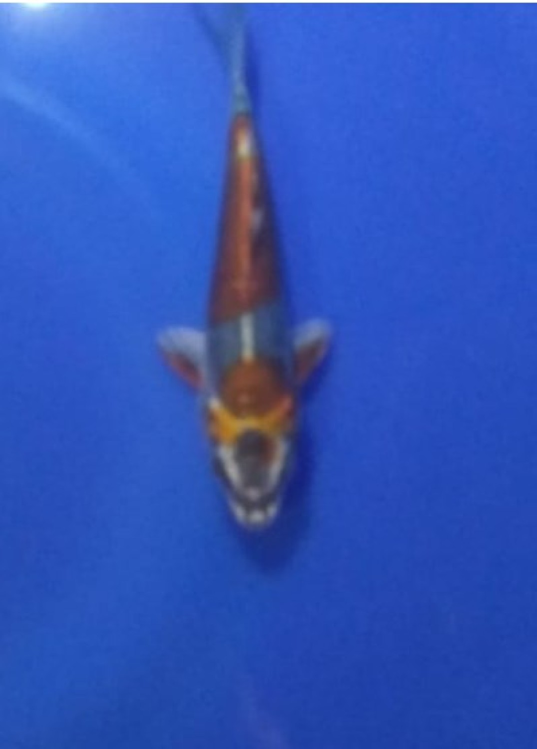 Juara 5