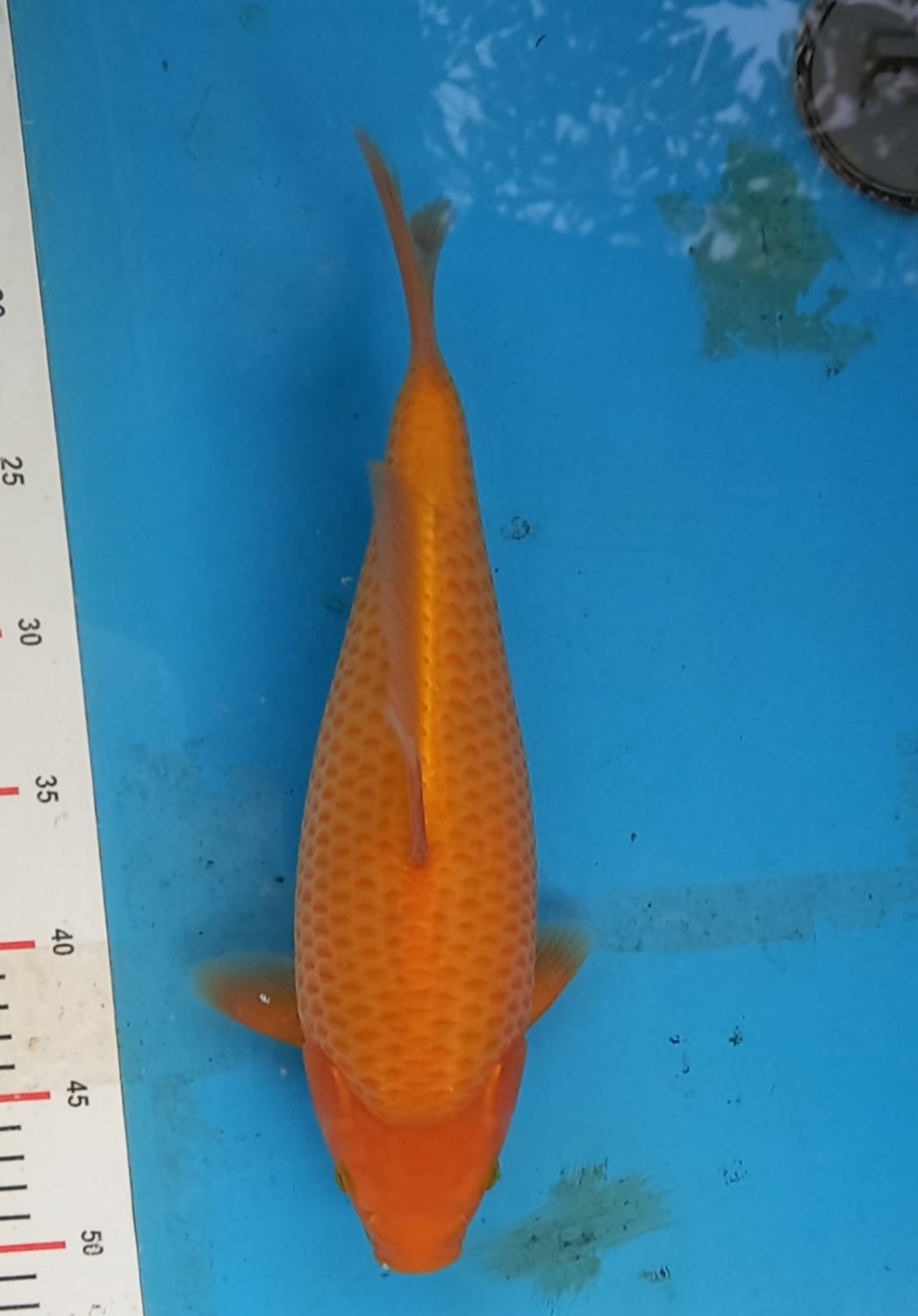 Juara 2