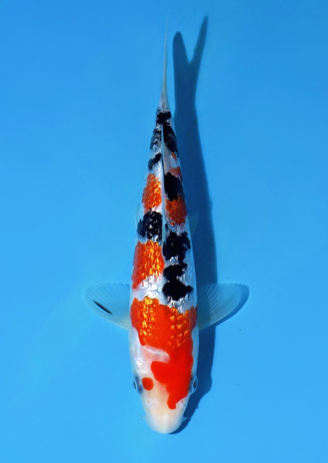 Juara 5