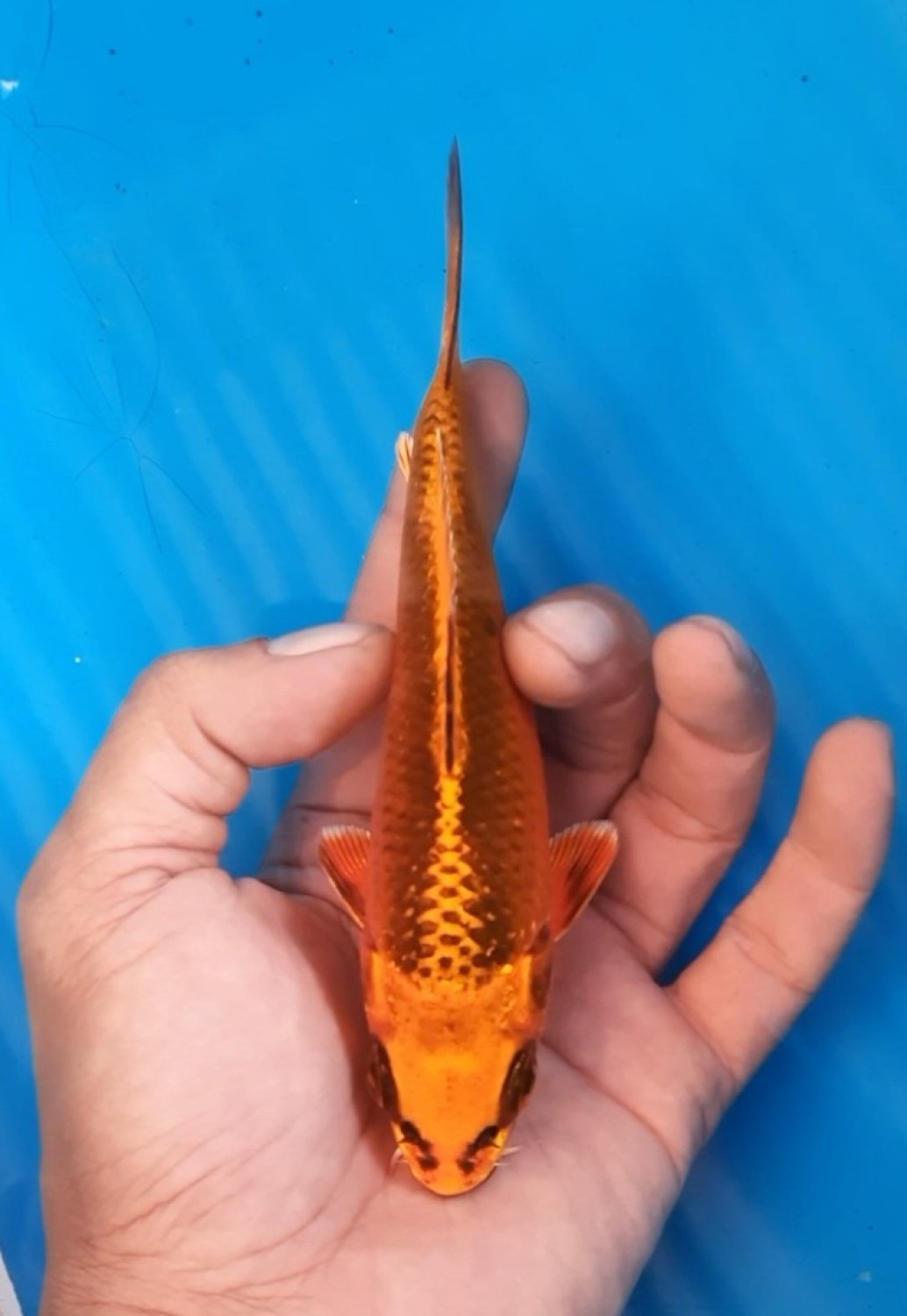Juara 4