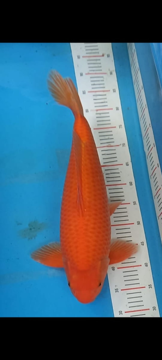 Juara 5