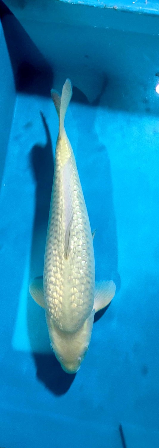 Juara 1
