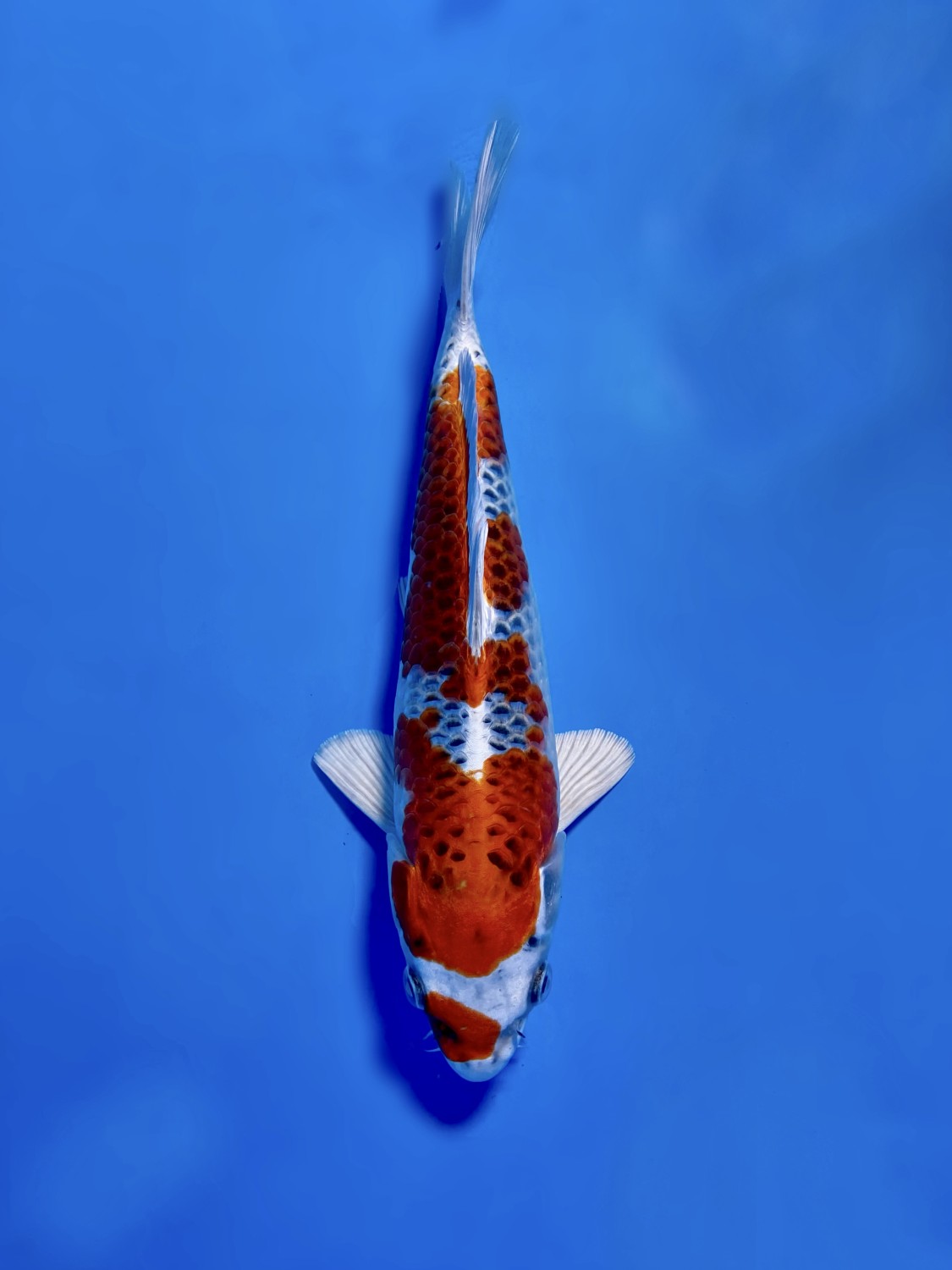 Juara 1