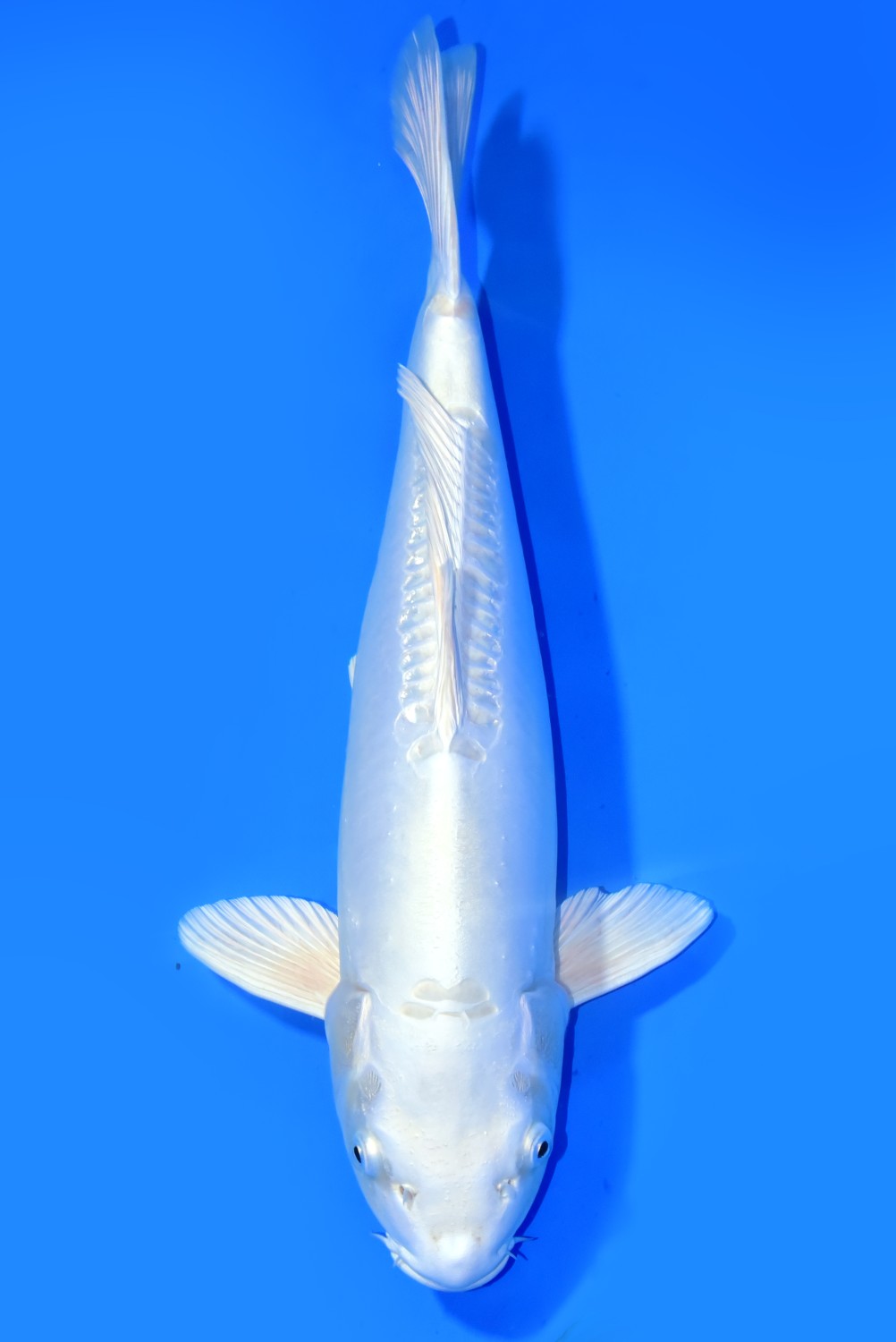 Juara 2