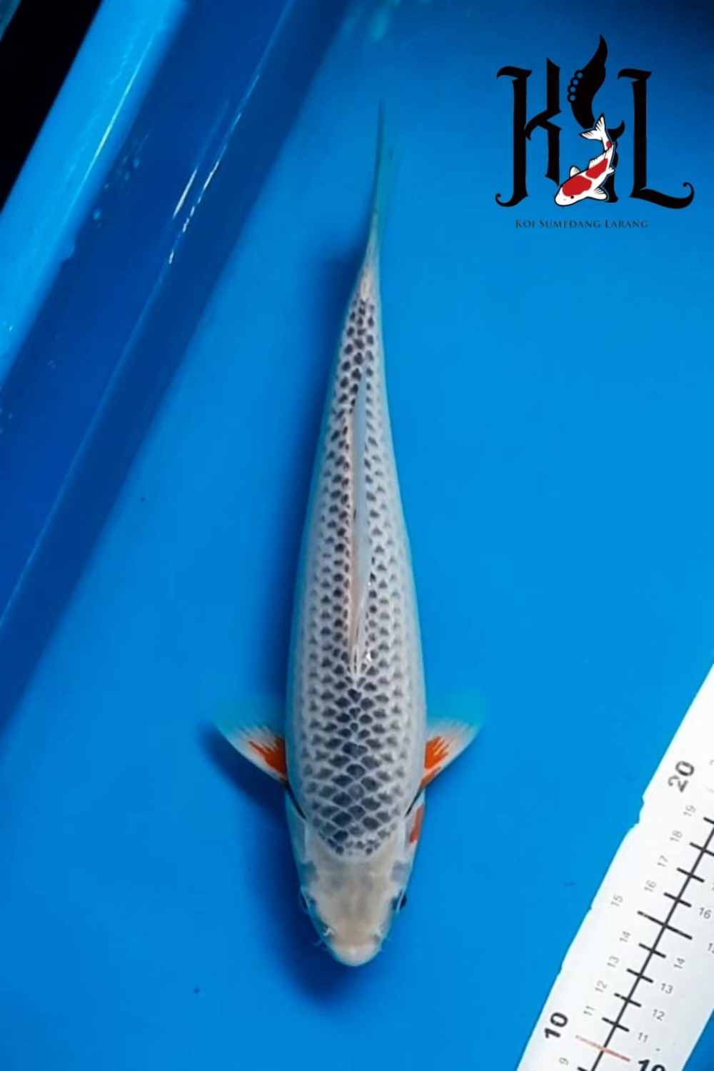 Juara 2