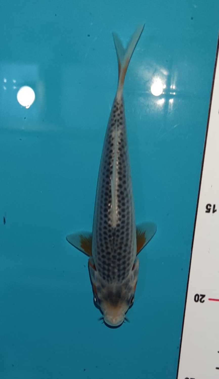 Juara 5