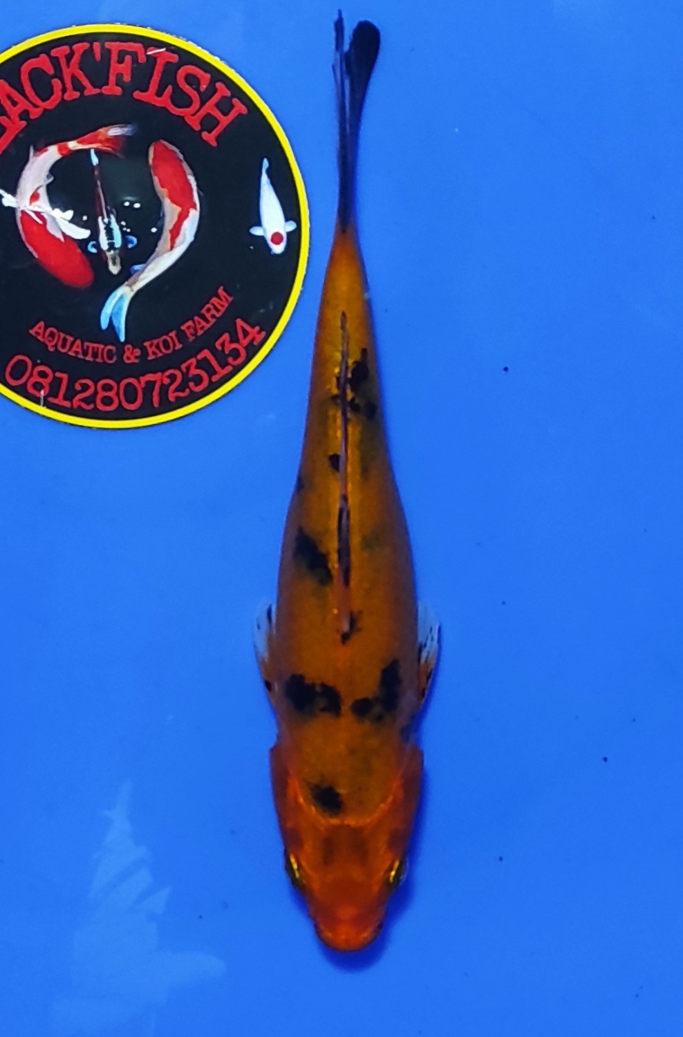 Juara 3