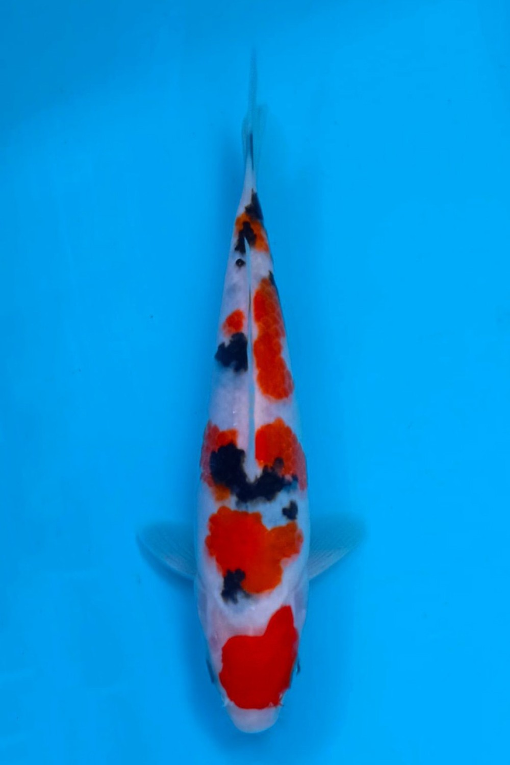 Best In Size A 16 - 20 cm