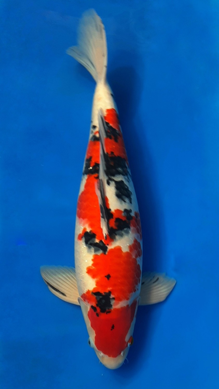 Juara 1
