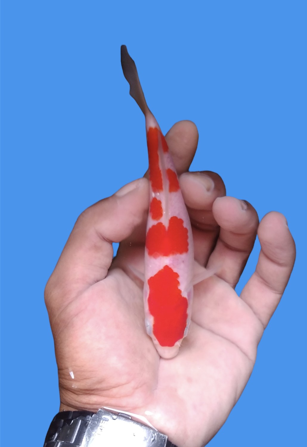 Best In Size A 13 - 15 cm