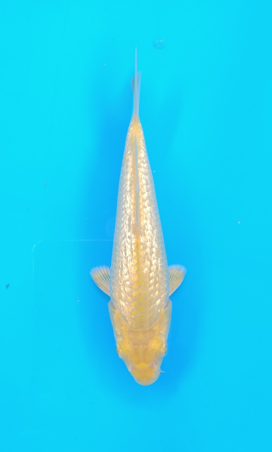 Juara 4