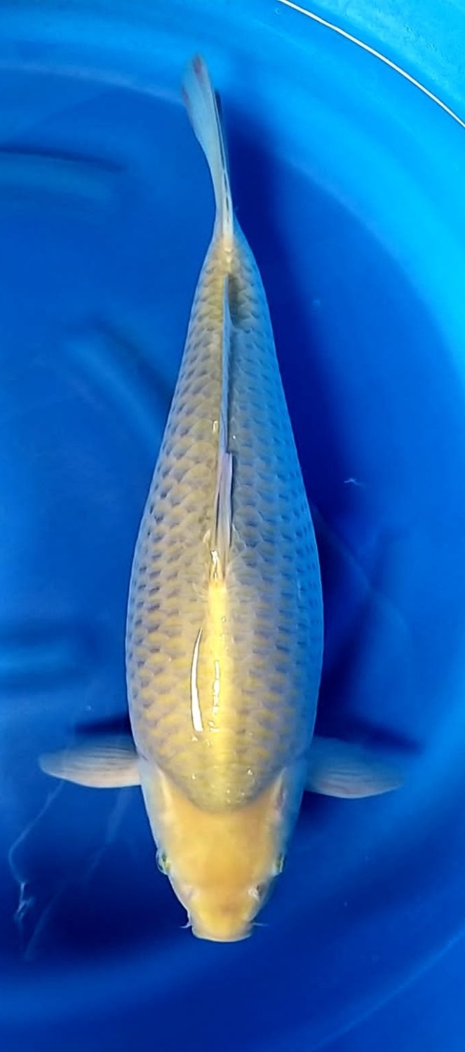 Juara 4