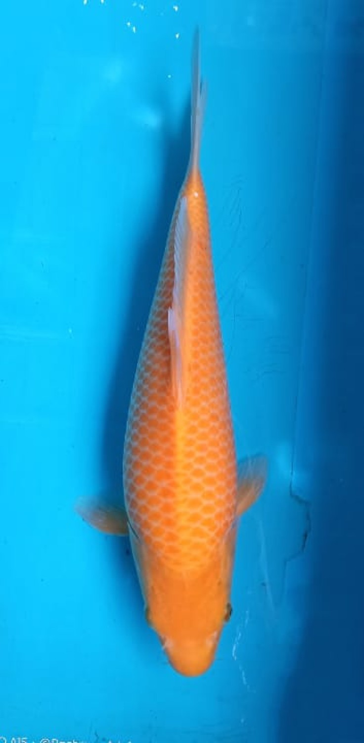 Juara 4
