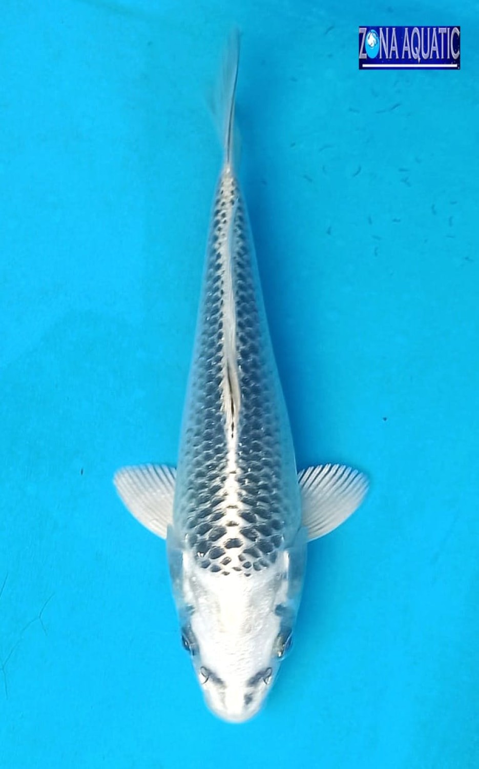 Juara 4