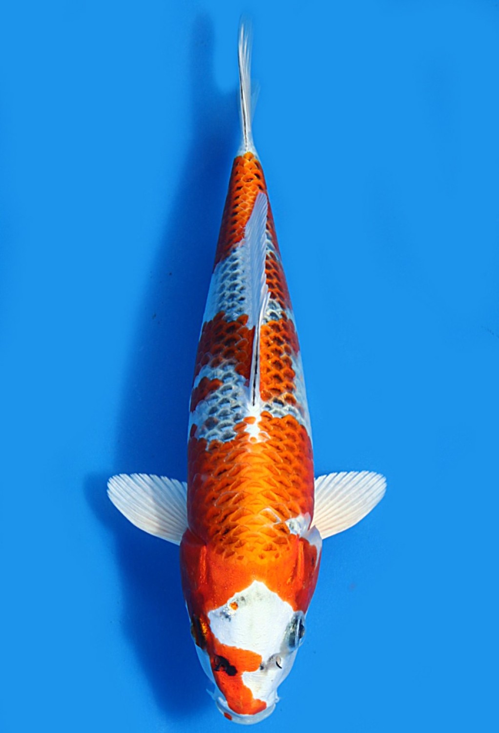 Juara 4