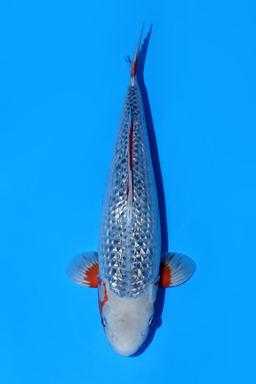 Juara 2