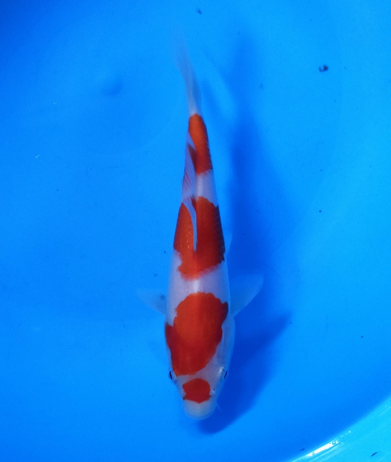 Juara 1