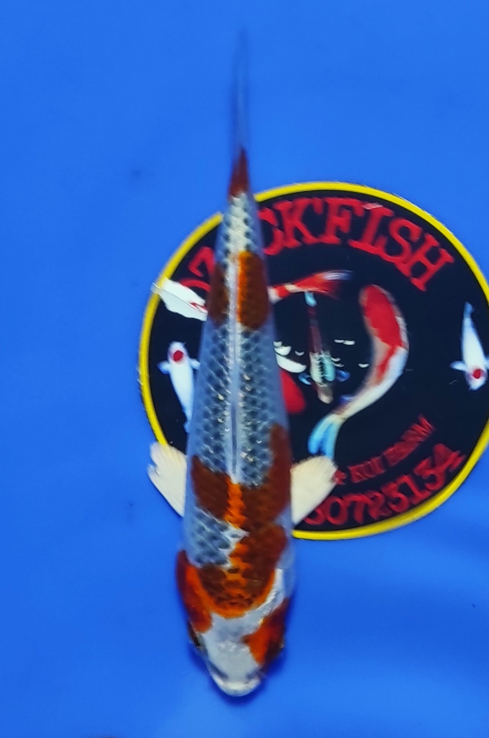 Juara 1