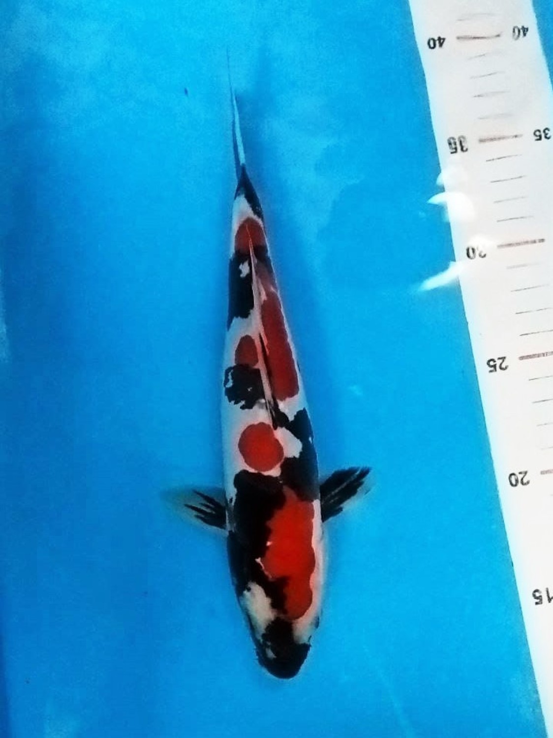 Juara 1
