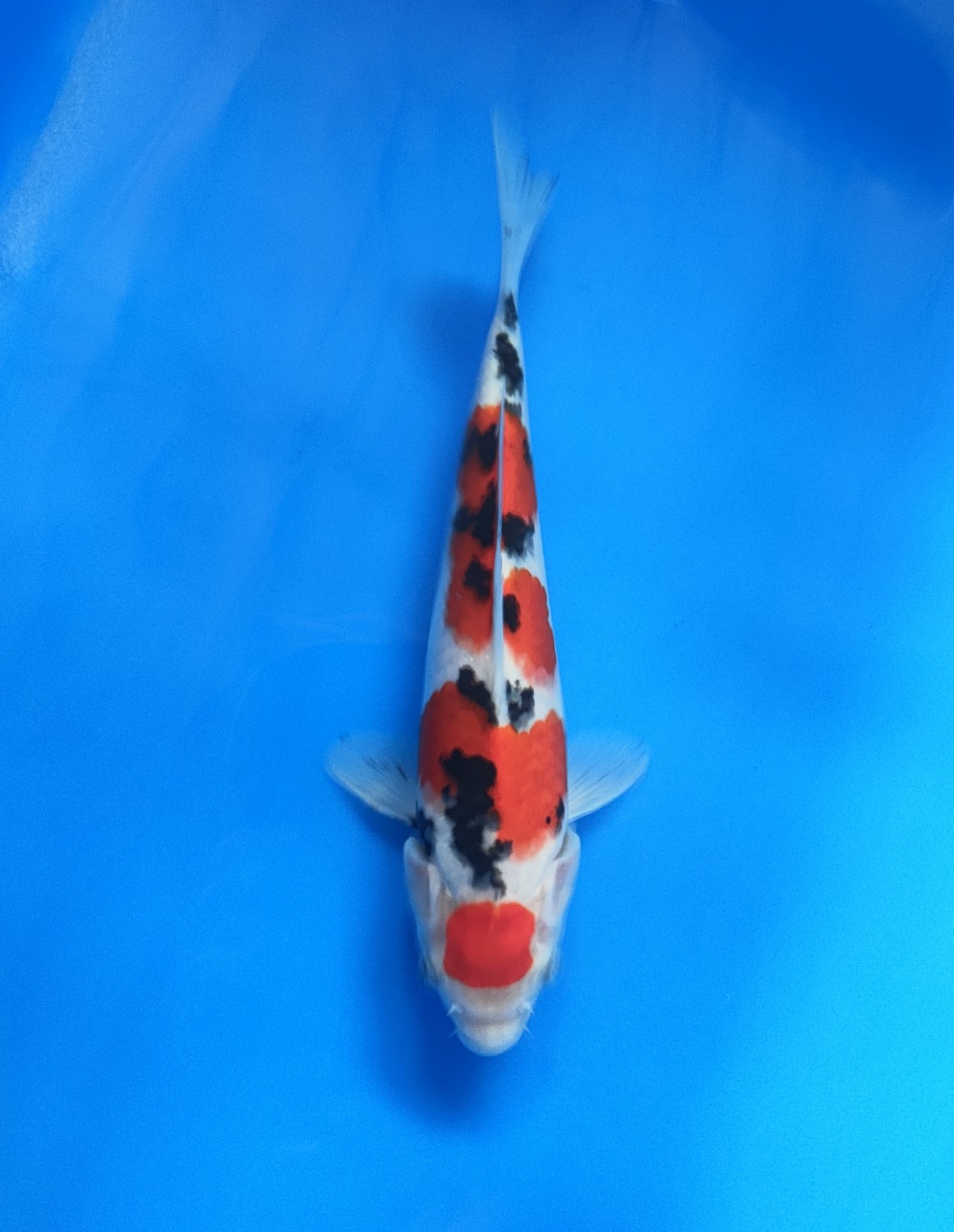 Juara 4