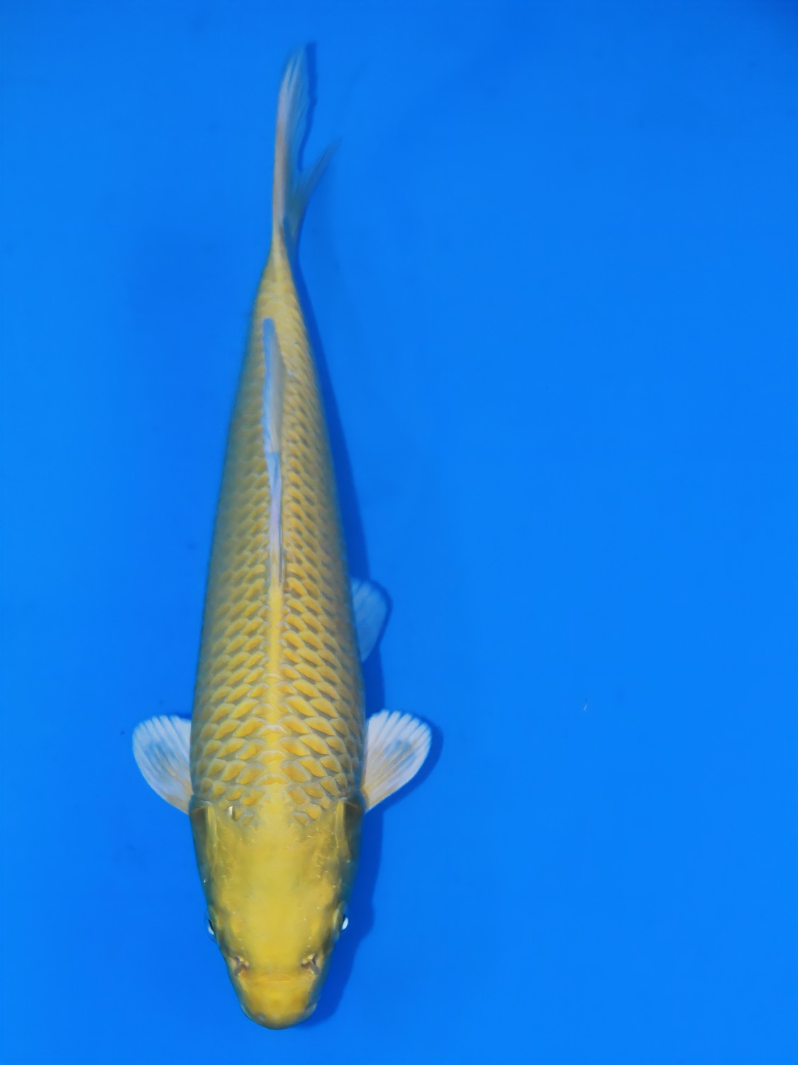 Juara 3