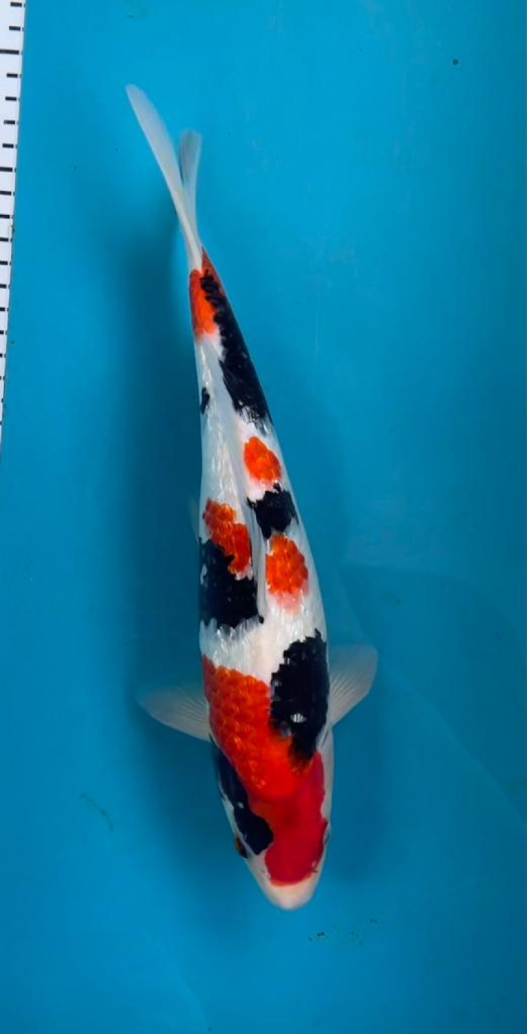 Juara 3