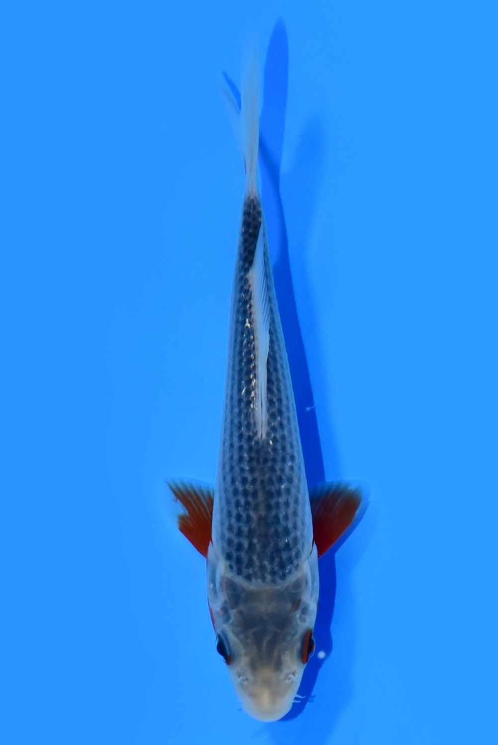 Juara 4