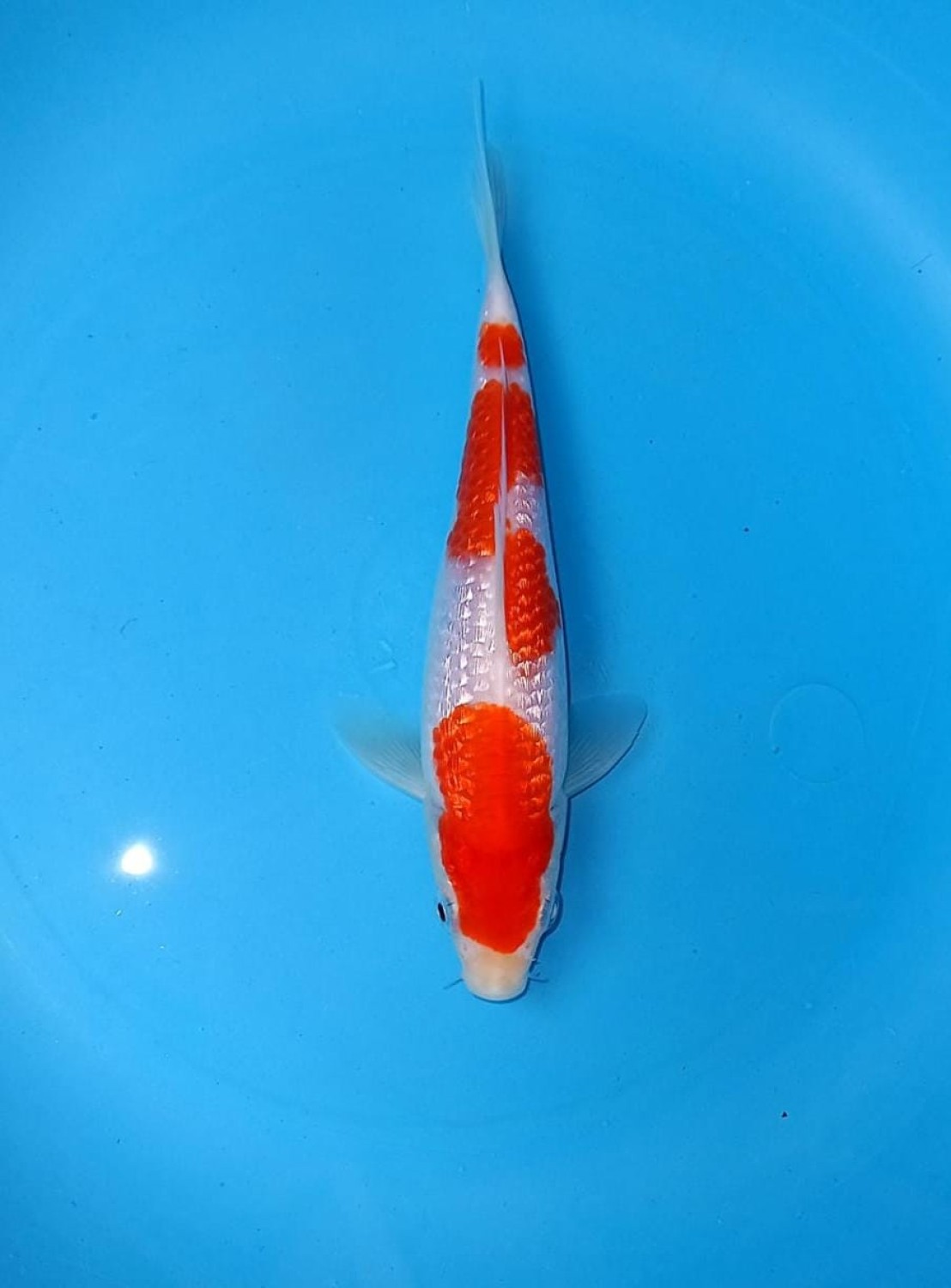 Best In Size B 13 - 15 cm