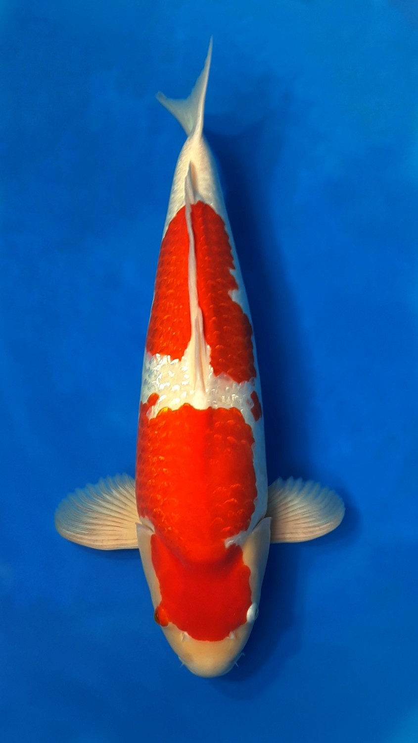 Juara 5