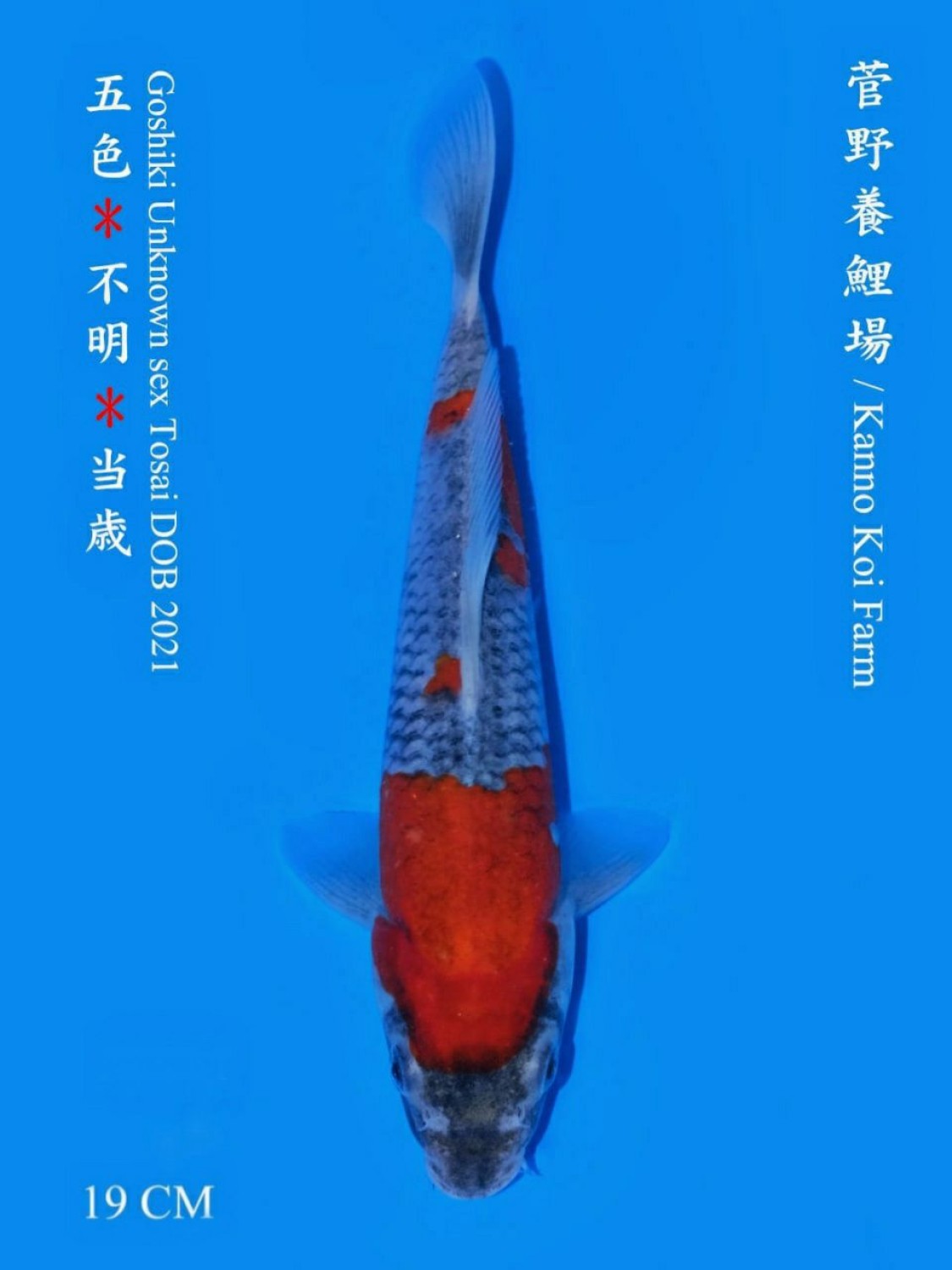 Juara 2