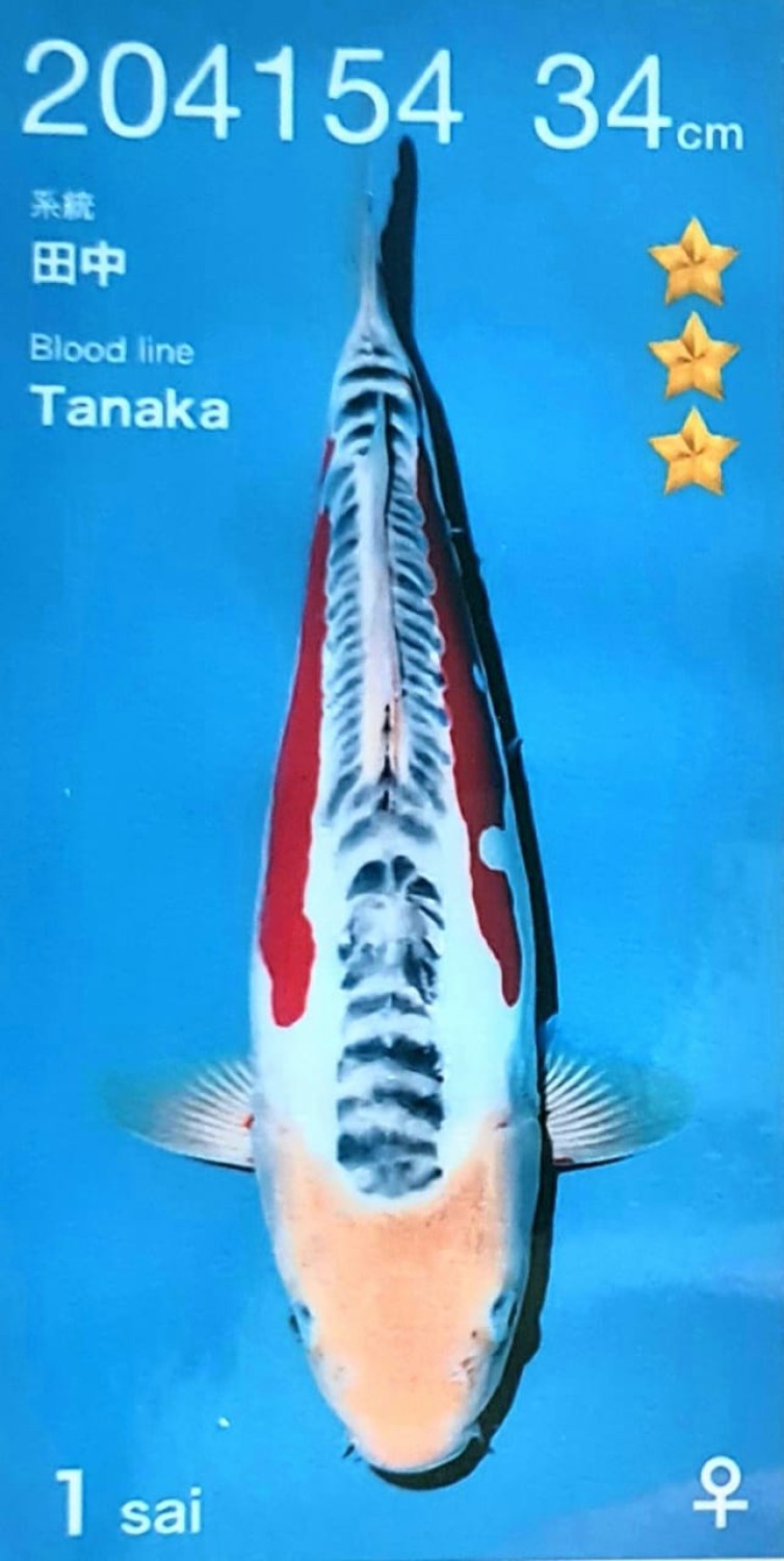 Juara 3